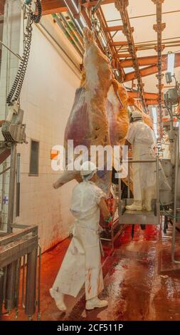 Buenos Aires, città meridionale di Mar del Plata, Argentina - 07 MAGGIO 2015: Vista posteriore dei macellai in bianco uniforme manipolazione con carcasse di animali appese su ganci Foto Stock