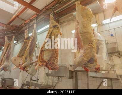 Buenos Aires, città meridionale di Mar del Plata, Argentina - 07 MAGGIO 2015: Macellai in bianco uniforme maneggiando con carcasse di animali appese su ganci Foto Stock