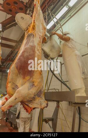 Buenos Aires, città meridionale di Mar del Plata, Argentina - 07 MAGGIO 2015: Macellai in bianco uniforme maneggiando con carcasse di animali appese su ganci Foto Stock