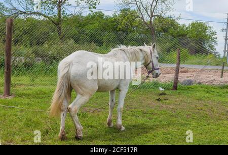 Cavallo bianco su pascolo verde fattoria Foto Stock