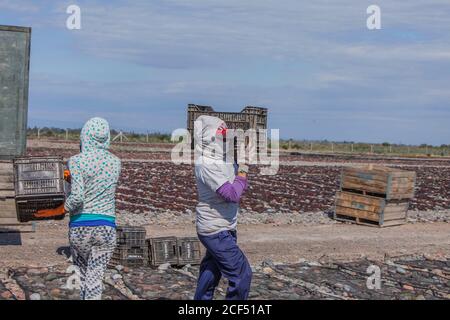 Mendoza, Argentina - Febbraio, 09 2015: Vista posteriore di lavoratori anonimi con scatole di plastica che camminano in cantiere di pietra vicino all'appassimento delle uve Foto Stock