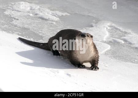 Lontra fiume sulla neve Foto Stock