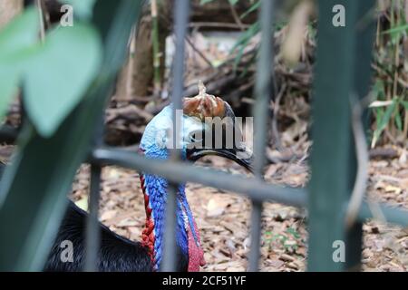 animali al Bioparco Zoo di Roma Foto Stock