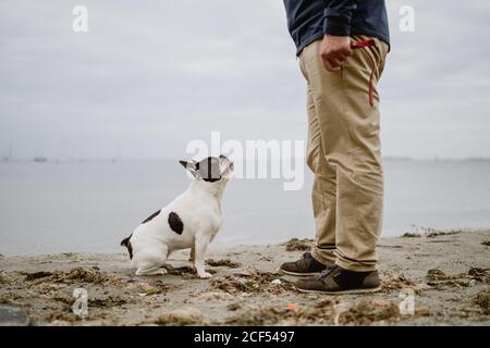 Bulldog francese che guarda un maschio irriconoscibile in piedi sulla spiaggia sabbiosa vicino al mare calmo Foto Stock