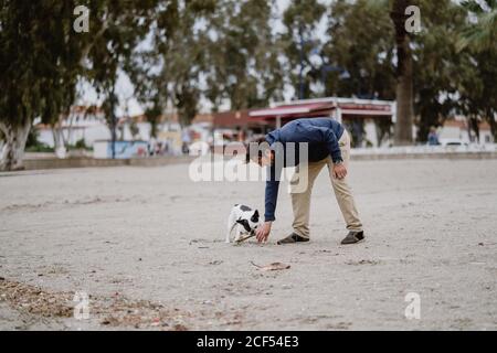 Adulto maschio e macchiato Bulldog francese che gioca in spiaggia il giorno grigio Foto Stock