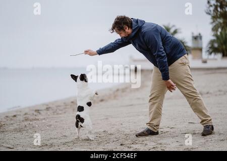 Vista laterale dell'uomo adulto con bastone che gioca con obbediente Bulldog francese mentre si passa il tempo sulla spiaggia sabbiosa vicino al mare Foto Stock