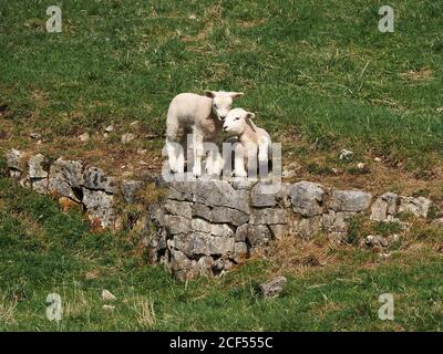 2 giovani fratelli di agnello bianco nuzzano in modo companiabile su affioramento di calcare in campo erboso al sole di primavera su una fattoria di montagna in Cumbria, Inghilterra, Regno Unito Foto Stock