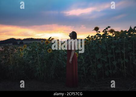 Vista laterale completa della giovane donna caucasica in abito in piedi da piante di girasole che crescono in campo durante il tramonto Foto Stock