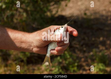 Un uomo anziano che tiene in mano un pesce catturato. Pesca sul lago. Hobby maschile Foto Stock