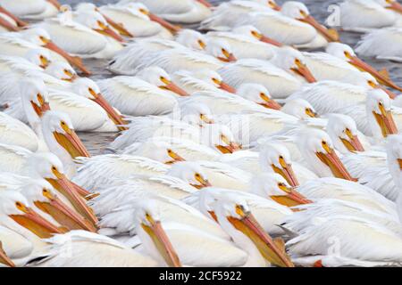 American pellicani bianchi Foto Stock