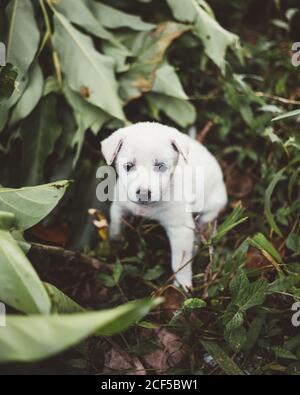 Dall'alto di adorabile cucciolo che gioca sul verde dentro Bali Foto Stock