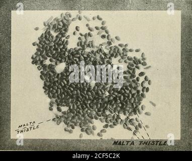 . Journal of the Department of Agriculture, Union of South Africa. ^ £&gt;0I3£&gt;WMFig. 1 e 3.-Dodder a Luoenu.. Piastra II. Fig. 2 e 3.-il Thistle di Malta nel seme di Clover. Alcuni Adulterants comuni trovati in semi agricoli. 29 Foto Stock