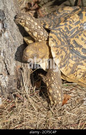 Tartaruga leopardata (Stigmochelys pardalis). La temperatura mattutina con aumento della temperatura permette, a sangue freddo, testudina ectotermica, attività rettile. Foto Stock