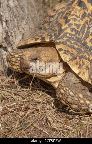 Leopardo Tartaruga Stigmochelys pardalis. Nella stagione secca tropicale africana, disponibilità limitata di cibo, per sopravvivere, può aestivate, stato di aestivation Foto Stock