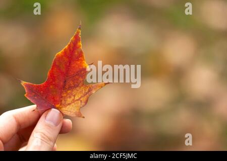 Autunno caduta naturale giallo arancio rosso lasciare in mano con bokeh sullo sfondo. Concetto di banner sfocato con spazio di copia Foto Stock