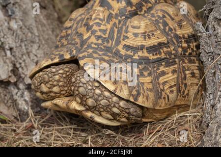 Tartaruga leopardata (Stigmochelys pardalis). Testa completamente estratta nel guscio. Le gambe anteriori, rivestite in grandi scale, proteggono l'anatomia sensibile all'interno Foto Stock