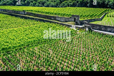 Vista aerea dall'alto dei vigneti verdi durante l'estate e la strada Nel centro di Aigle Vaud Svizzera Foto Stock