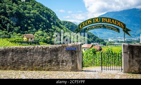 Aigle Svizzera , 4 luglio 2020 : Veillon Clos du Paradis vigna vista panoramica con viti verdi durante l'estate ad Aigle Vaud Svizzera Foto Stock