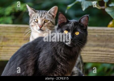 Due giovani gatti all'aperto in giardino - gatto nero e capelli corti comune casa ritratto gatto. Foto Stock