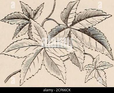 . Guida floreale di Vick. Arbusti duri, che fioriscono all'inizio della caduta, quando quasi nessun altro albero o arbusto è in fiore. Bianco singolo, 25 Bianco doppio, 25 Rosso doppio, 25 AMPELOPSIS.. Ci sono poche piante di più valore per il giardiniere l'Hardy o Perennial Climbers. Una volta che plantedthey rimangono, ed ottenere più grande e migliore ogni season.The Virginia Creeper, un nativo dei nostri boschi e dei wastplaces, è conosciuto e apprezzato quasi dappertutto il World.These scalatori duri sono inestimabili per coprire arbors, vecchi ceppi, alberi, ecc., e dovrebbe essere usato liberamente. La coltivazione generale del semplice Creeper Virginia h Foto Stock