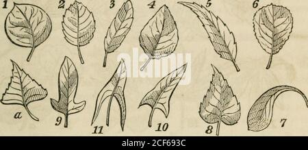 . Un libro di classe di botanica, progettato per collegi, accademie e altri seminari ... Illustrato da una flora degli stati settentrionale, medio e occidentale; in particolare degli Stati Uniti a nord del Campidoglio, lat. 38 3/4. Dalle vene da sole che il nutrimento è veicoloper lo sviluppo e l'estensione del parencluTna, ne consegue che ci sarà la più grande estensione del profilo dove le vene sono più grandi e più numerose. Di conseguenza, la forma della foglia dipenderà dalla direzione delle theveins, e dal vigore della loro azione, nello sviluppo del ti-^ue interveniente. Per questo interessante Foto Stock