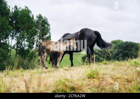 Vista laterale di un elegante cavallo nero grande con pascoli di foal e code oscillanti sul prato nella foresta Foto Stock