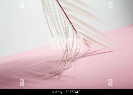 Da sotto foglie bianche di palma tropicali disposte su rosa e sfondo bianco che rappresenta le vacanze estive sulla spiaggia soleggiata Foto Stock