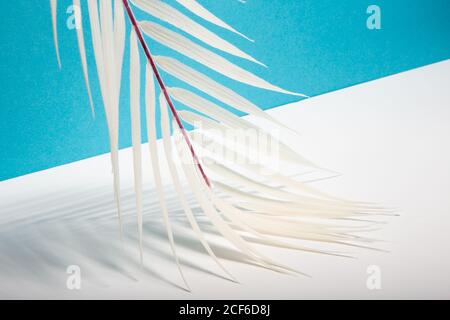 Da sotto foglie bianche di palme tropicali disposte su blu e sfondo bianco che rappresenta le vacanze estive sulla spiaggia soleggiata Foto Stock