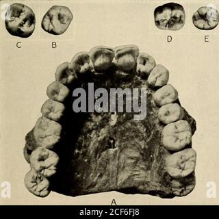 . Opuscolo della guida. Via. 17. Fossil Human Lower .lws del Neanderthal Hack.-A, LeMoustier. H. Ehringsdorf bambino. Fotografie del professor J, II MC(lren. SALA DELL'ETÀ DI UOMO 27. Fig. 18. Patrimonio antropoide nel conte? Odontoiatria umana.- palato di LeMoustier (A). Confronto del secondo molare superiore destro di le Moustier (B) con il secondo molare superiore sinistro dell'antropoide fossile Dryopithecus rhenanus (C). COM-parison del primo molare inferiore sinistro di DryopUkecus reniums [D) con il primo molare inferiore sinistro di Ehringsdorf bambino (e). Fotografie di J. 11. McGregor. LE RAZZE PIÙ RECENTI DELL'UMANITÀ (più tardi era glaciale e recente) Foto Stock