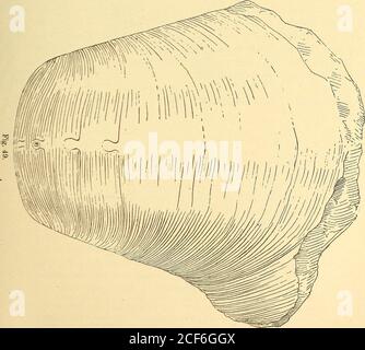 . Primo[-quarto] rapporto annuale dell'indagine geologica del Texas, 1889[-1892] Edwin T. Dumble, geologo di stato. Foto Stock
