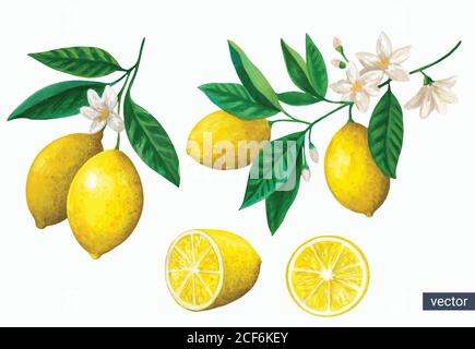 Insieme vettoriale di ramificazioni di limone vintage acquerello con fiori e frutta su sfondo bianco. Illustrazione Vettoriale