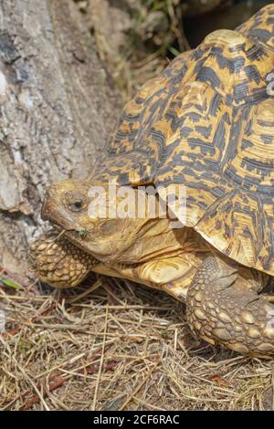 Leopardo Tartaruga Stigmochelys pardalis. Uscire dal rifugio notturno. Adattamento di sopravvivenza dell'arto anteriore dalla predazione quando la testa viene ritirata nel guscio. Foto Stock