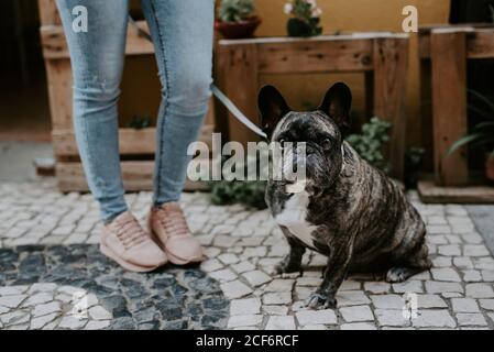 Carino bulldog adulto sdraiato su pavimentazione di ciottoli con proprietario di raccolto in piedi vicino Foto Stock