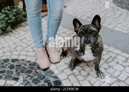 Carino bulldog adulto sdraiato su pavimentazione di ciottoli con proprietario di raccolto in piedi vicino Foto Stock