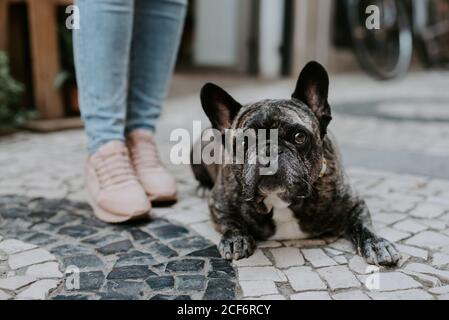 Carino bulldog adulto sdraiato su pavimentazione di ciottoli con proprietario di raccolto in piedi vicino Foto Stock