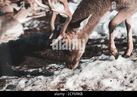 Cervi selvatici su campo di neve in foresta invernale in sole giorno Foto Stock