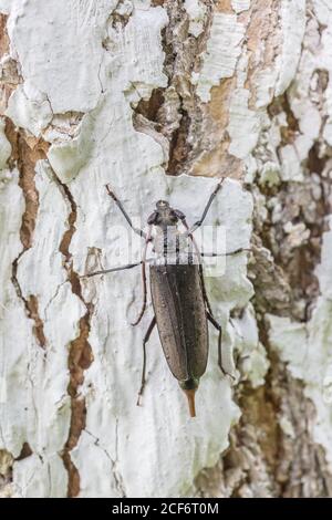 Insetto longhorn Beetle su corteccia bianca，Cerambycidae Foto Stock