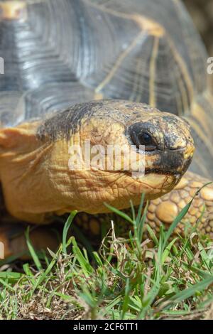 Tartaruga irradiata (Astrochelys radiata). Profilo della testa in primo piano. Caratteristiche del viso e del viso, contatto con gli occhi. Testa e collo estesi dal guscio. Avanti Foto Stock