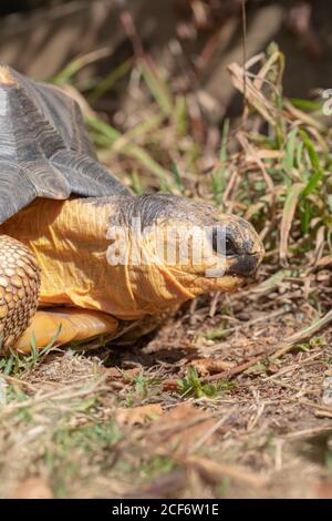 Tartaruga irradiata (Astrochelys radiata). Profilo della testa in primo piano. Caratteristiche del viso e del viso, contatto con gli occhi. Testa e collo estesi dal guscio. Avanti Foto Stock