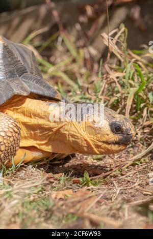 Tartaruga irradiata (Astrochelys radiata). Profilo della testa in primo piano. Caratteristiche del viso e del viso, contatto con gli occhi. Testa e collo completamente estesi dal guscio. Foto Stock