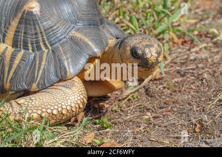 Tartaruga irradiata (Astrochelys radiata). Testa in primo piano, rivolta verso la parte anteriore. Caratteristiche del viso e del viso, contatto con gli occhi. Elefantina piede di prua. Carapace, scut Foto Stock