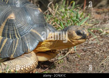 Tartaruga irradiata (Astrochelys radiata). Testa e collo, profilo in primo piano. Caratteristiche del viso e del viso, contatto con gli occhi. Verticale. Foto Stock