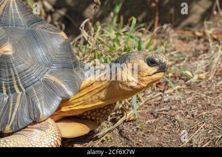 Tartaruga irradiata (Astrochelys radiata). Profilo della testa in primo piano. Caratteristiche del viso e del viso, contatto con gli occhi. Testa e collo completamente estesi dal guscio. Foto Stock