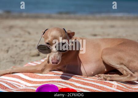 Piccolo cane di levriero italiano in spiaggia. Con occhiali da sole. Soleggiata. Mare, giocattoli da spiaggia Foto Stock