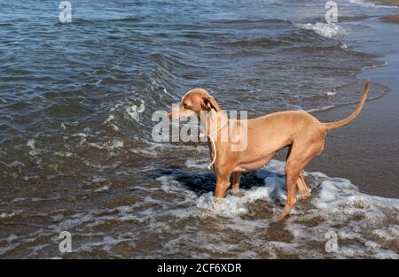 Amico piccolo cane in colletto che corre tra le onde di mare in giornata di sole Foto Stock
