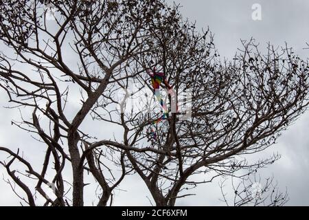 Un aquilone perso in un albero a St. Simons Island. Foto Stock