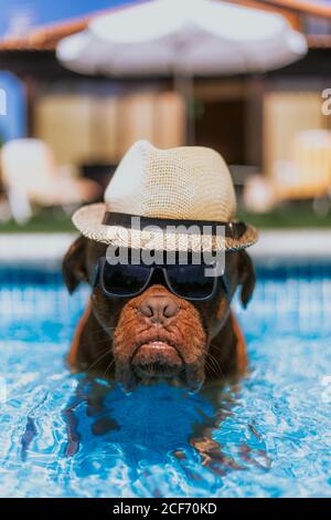 Divertente cane marrone grande in cappello di paglia e occhiali da sole cercando a macchina fotografica mentre nuotano in piscina Foto Stock