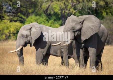 Due elefanti in piedi insieme in erba secca con alberi verdi Sullo sfondo del fiume Khwai in Botswana Foto Stock