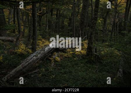 Tronco di albero caduto nel mezzo di una foresta verde Coperto di erba verde nel Parco Nazionale Torres del Paine Foto Stock