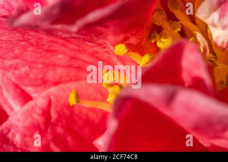 Macro di Camellia Rosa Foto Stock